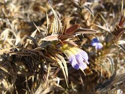 Image result for Blepharis