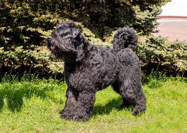 Forever love puppies pembroke pines. Breeds To Watch At The 2020 Westminster Dog Show