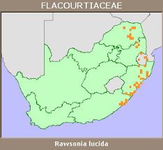 Image result for Rawsonia lucida