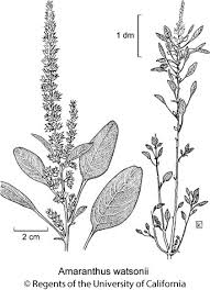 Image result for Amaranthus viridis