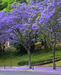 Tem a sua origem na américa do sul (brasil. Jacaranda Mimoso Jacaranda Mimosifolia Flores E Folhagens