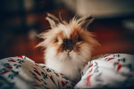 صور كيوت الجزء الاول صور حيوانات مدونة صور احترافية وصور مميزة Pet Rabbit Care Cute Baby Animals Cute Animal Photos