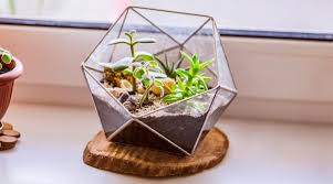 A terrarium is a miniature indoor garden inside a glass container. 66 Small Terrarium Ideas