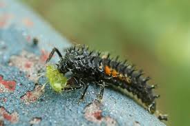 Check spelling or type a new query. Asiatischer Marienkafer Harlekin Marienkafer Harmonia Axyridis