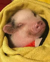 Price varies depending on weight of piglet at time of shipping. Oink 7 Things We Learned About Owning Mini Pigs In Birmingham