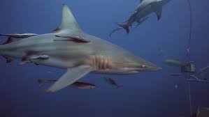 We did not find results for: Oceanic Blacktip Shark With Remora Arkivvideomateriale 100 Royaltyfritt 11875301 Shutterstock