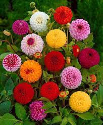 Pompon Dahlias Flower Seeds Chinese Flowers Bulb Flowers