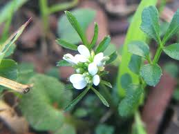 Image result for Cardamine hirsuta