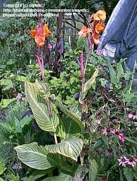 Canna 'pretoria' is sometimes also referred to as c. Plantfiles Pictures Canna Orange Flowered Variegated Canna Lily Pretoria Canna Americanallis Var Variegata By Mystic