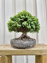 Image result for Grona afra