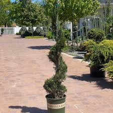 Image result for spiral cut juniper trees
