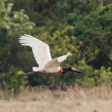 Diogo De Lucca Sartori On Instagram Tuiuiu Jabiru Mycteria Tuiuiu Aves Avesdobrasil Avifauna Brasil Natureza Fauna Ms Eun Pantanal Lucca Instagram