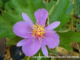 Image result for Clappertonia polyandra