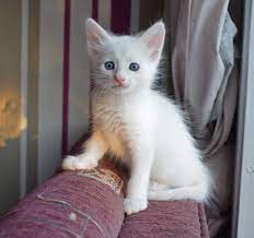 Pin On Pets