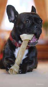 Once a pup has finished growing it will in most cases correct it's self. Dog Orthodontics Malocclusions