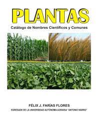 La textura de las hojas hosta. Plantas Ing Felix J Farias By Bratusimprenta Issuu
