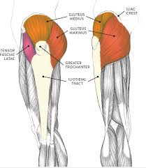 The tibialis posterior muscle is a key muscle for stabilization of the lower leg. Muscles Of The Leg And Foot Classic Human Anatomy In Motion The Artist S Guide To The Dynamics Of Figure Drawing