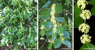 Image result for Maytenus undata