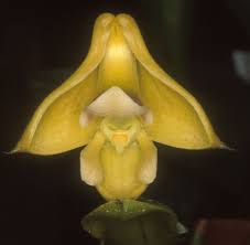 Image result for Polystachya galeata