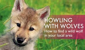 How To Find A Wolf Sanctuary Near You And Meet Some Wild Wolves