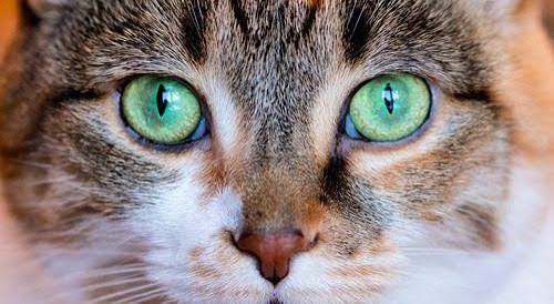 Cat Eyes: A Fascinating Look at Feline Vision | Fulton County Veterinary  Clinic