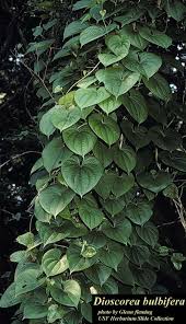 Image result for Dioscorea minutiflora