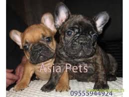 English bulldog organic dog pajama | black pied frenchiestore 1 review $29.99 $39.99. French Bulldog Puppies Price In Mumbai French Bulldog Puppies For Sale In Mumbai