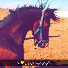 خ ي ل قلبي على حب الخيل ميال ء facebook