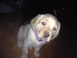 Must contain at least 4 different symbols; Akc Lab Puppies For Sale In Massillon Ohio Classified Americanlisted Com