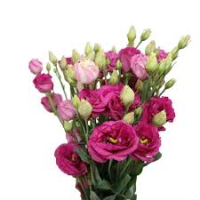 Image result for eustoma flamenco