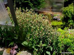 The specific serpentine night cultivar was found just north of the bay area in california. Epipactis