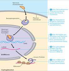 Steroid hormones can be grouped into two classes: 1 Steroidhormone Haben Interzellulare Rezeptoren Zellbiologie Repetico