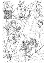 Image result for Gilbertiodendron dewevrei