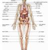 Accessory organs of the human digestive system. 1