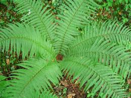 Image result for Dryopteris athamantica