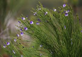 Image result for Psoralea