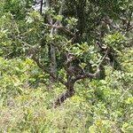 Image result for Vitex madiensis