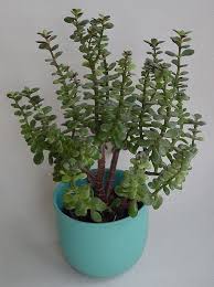 Deposit withdrawal deposit means putting money (cash or cheque) into your account. Jade Plant Crassula Ovata Guide Learn About Types Care Watering Propagation And More Good Succulents Lucky Bamboo Plants Jade Plants Money Tree Plant