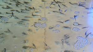 This varies a great deal. Tadpoles Swimming In A Shallow Stock Footage Video 100 Royalty Free 1011067493 Shutterstock