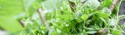 Man kann sie drinnen aus samen vorziehen und dann auspflanzen, wenn die pflänzchen schon etwas größer geworden sind. Kletterndes Gemuse Fur Den Garten Gartengeheimnis At
