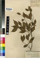 Image result for Cryptocarya woodii