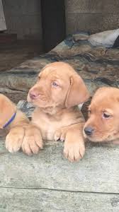 We breed our labs for great disposition and hunting qualities. Fox Red Labrador Puppies For Sale Labrador Retriever For Sale Near Me In Peterborough Mypetzilla Uk