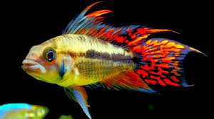 top 5 centerpiece fish for your small to medium sized community aquarium youtube