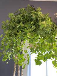 Ivy Houseplants Information On Caring For Ivy Plants Ivy Plants Indoor Ivy Houseplants