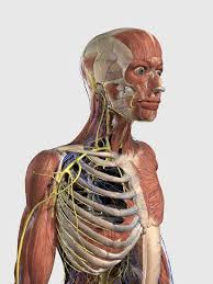 The leg bone is the fastest growing bone in the human body. Human Upper Body Showing Muscle Parts Axial Skeleton Veins And Nerves Art Print Stocktrek Images Art Com