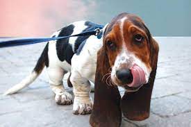 Dean A Toronto Basset Hound Is A Laziness Guru What Can He Teach Us The Star