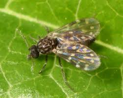 In canada, nonbiting midges (chironomids), biting midges (ceratopogonids) and gall midges (cecidomyiids) are most important. Biting Midge Citrefine