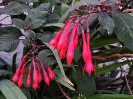 Image result for Launaea rarifolia