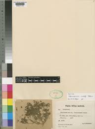 Image result for Melanospermum