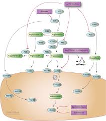 Maybe you would like to learn more about one of these? Agents Acting On The Renin Angiotensin System Pathway Pharmacodynamics